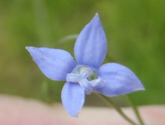 Wahlenbergia virgata