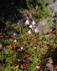 Linaria repens