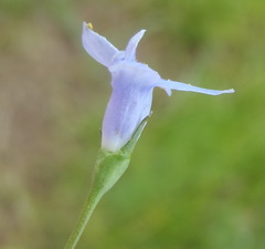 Wahlenbergia virgata