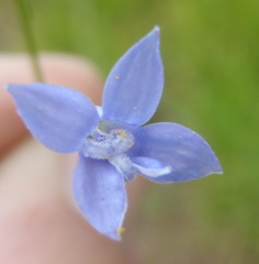 Wahlenbergia virgata