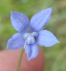 Wahlenbergia virgata