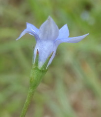 Wahlenbergia virgata