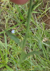 Wahlenbergia virgata