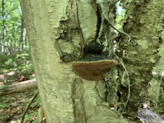 Phellinus nigricans