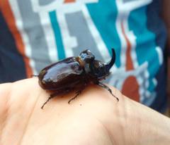 Oryctes nasicornis corniculatus