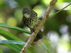 Pycnonotus leucogrammicus