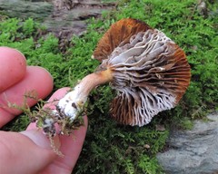 Hypomyces chlorinigenus