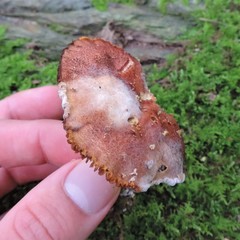 Hypomyces chlorinigenus