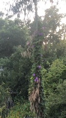 Ipomoea indica