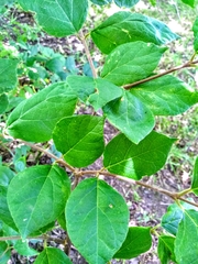 Calycanthus floridus