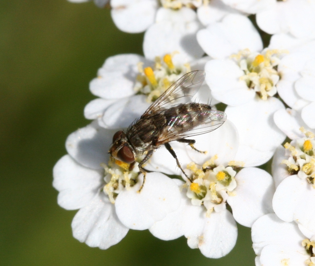 Dark-palped Shadow Fly