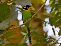 Psarisomus dalhousiae