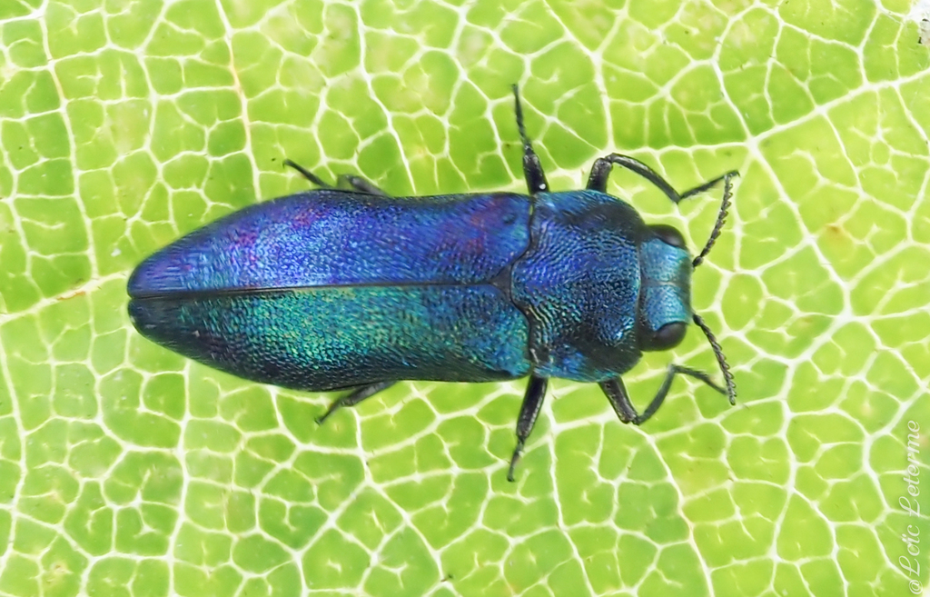 Meliboeus amethystinus