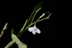Rhinacanthus obtusifolius image