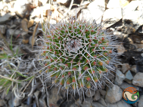 Mammillaria polyedra
