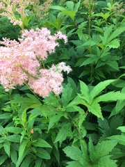 Filipendula