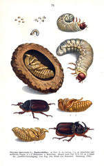 Oryctes nasicornis corniculatus