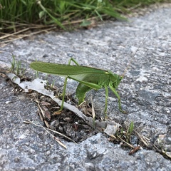 Tettigonia viridissima
