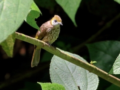 Pycnonotus tympanistrigus