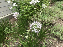Allium