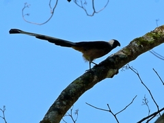 Sumatran Treepie photo 3