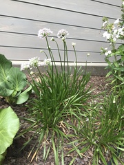 Allium