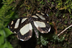 Psychostrophia melanargia