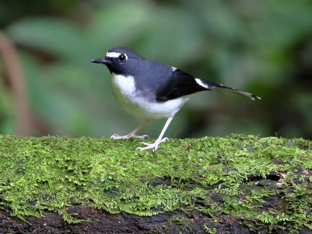 Sunda Forktail photo