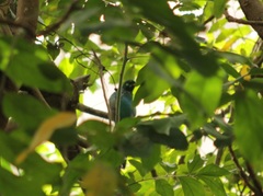 Apaloderma narina