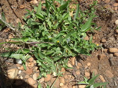 Commelina africana krebsiana