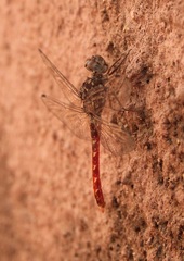 Bradinopyga strachani