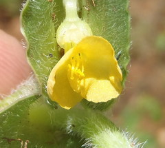 Commelina africana krebsiana