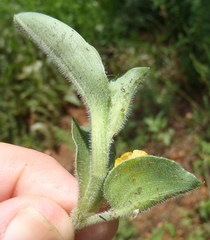 Commelina africana krebsiana