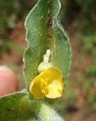 Commelina africana krebsiana