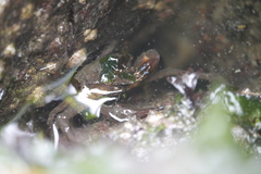 Epialtidae