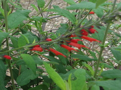 Salvia haenkei