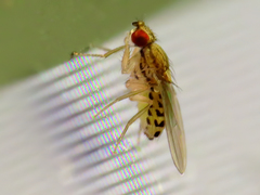 Drosophila busckii