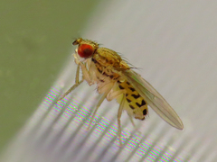 Drosophila busckii