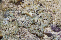 Rhodactis
