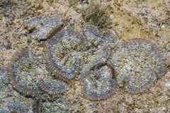 Rhodactis