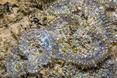 Rhodactis