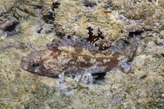 Centrogenys vaigiensis