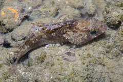 Centrogenys vaigiensis