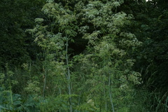 Conium maculatum