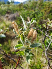 Salix lanata