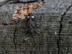 Psenocerus supernotatus