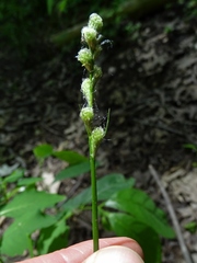 Carex tribuloides tribuloides