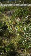 Salix lanata