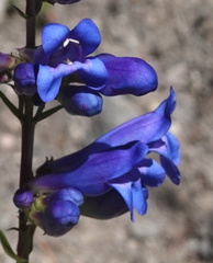 Penstemon cyaneus