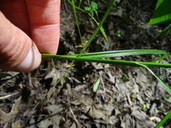 Carex tribuloides tribuloides